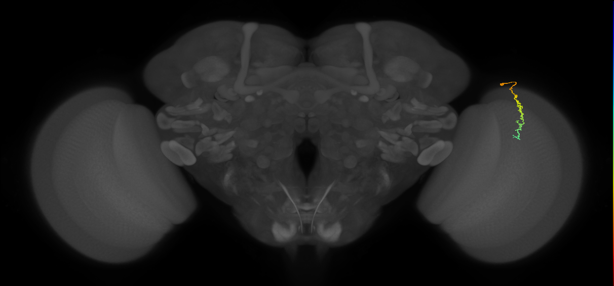 Dm3c_R (MaleCNS:148018)