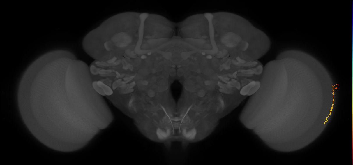 Dm3c_R (MaleCNS:159619)