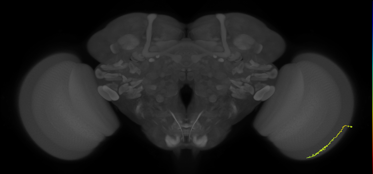 Dm3c_R (MaleCNS:111881)