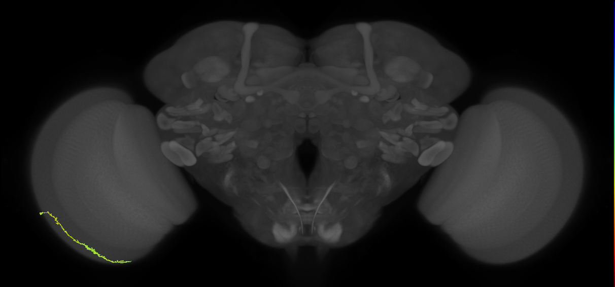 Dm3c_L (MaleCNS:522394)