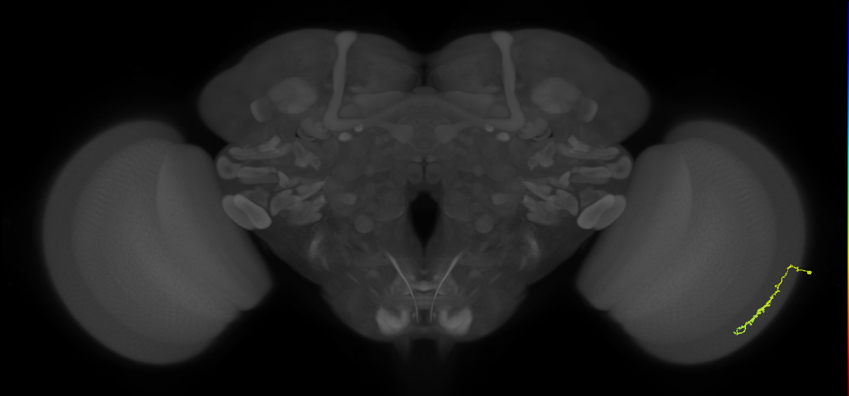 Dm3c_R (MaleCNS:105797)