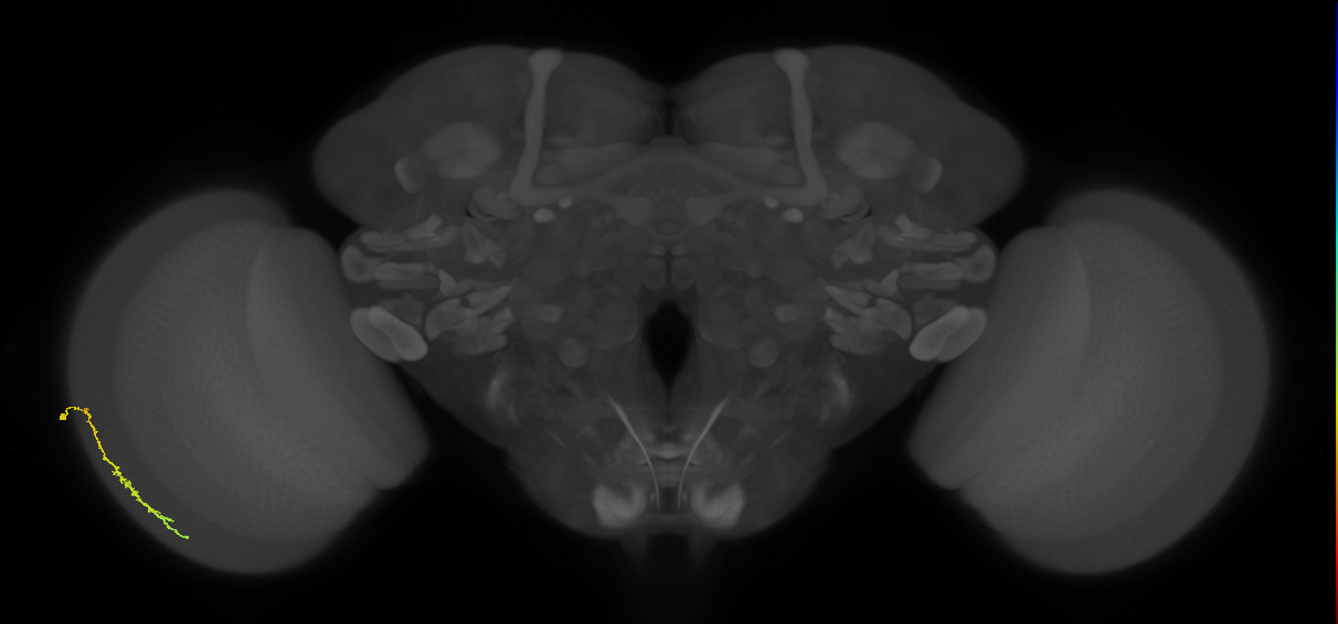 Dm3c_L (MaleCNS:514642)