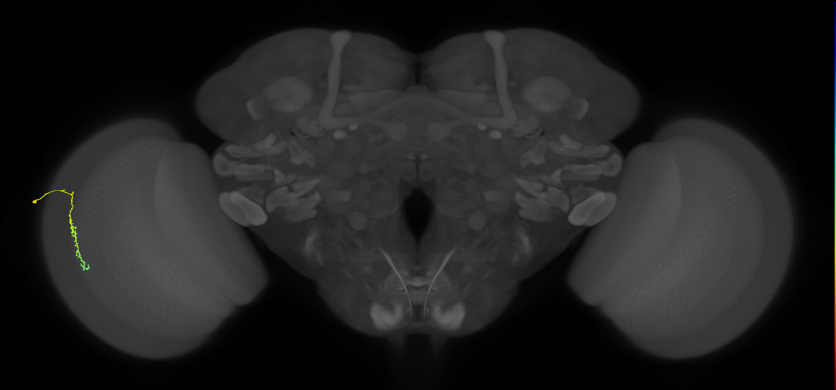 Dm3c_L (MaleCNS:140578)