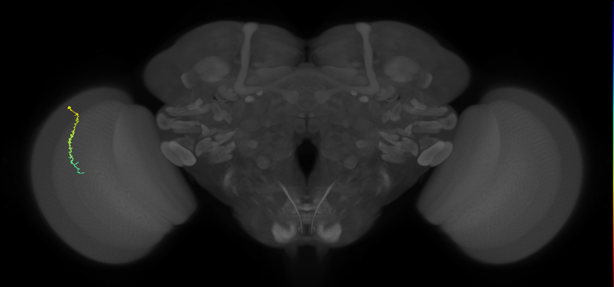 Dm3c_L (MaleCNS:208639)