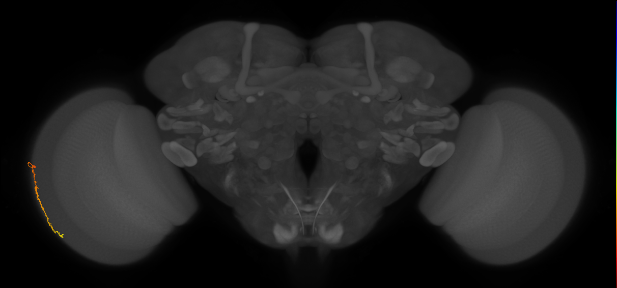 Dm3c_L (MaleCNS:533240)