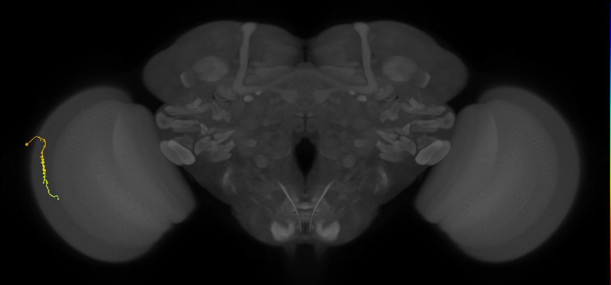 Dm3c_L (MaleCNS:546018)