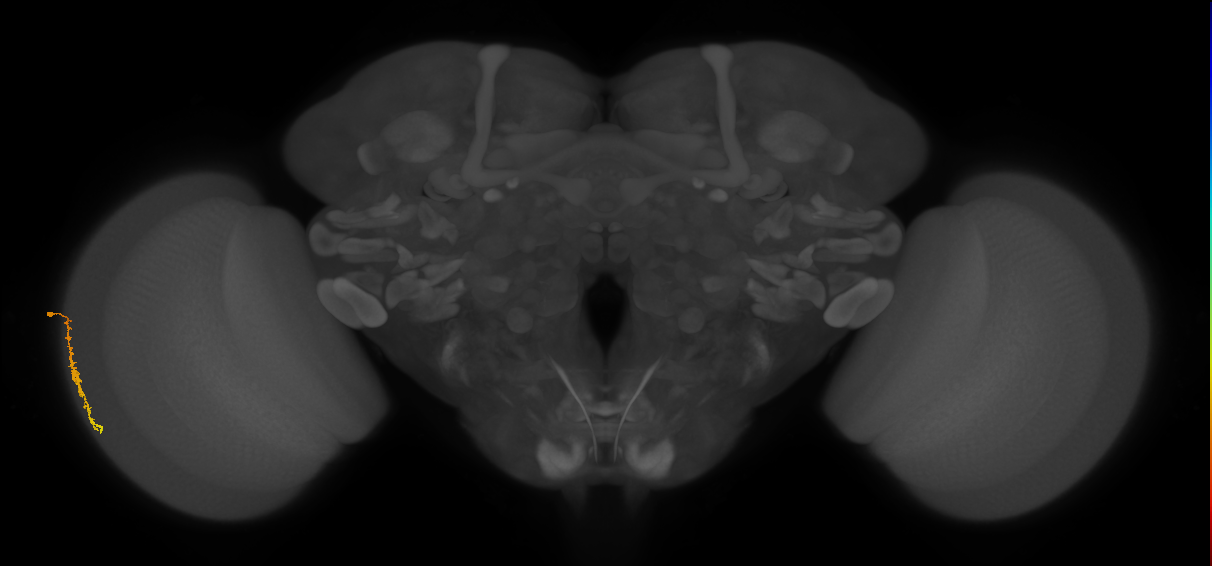 Dm3c_L (MaleCNS:562188)