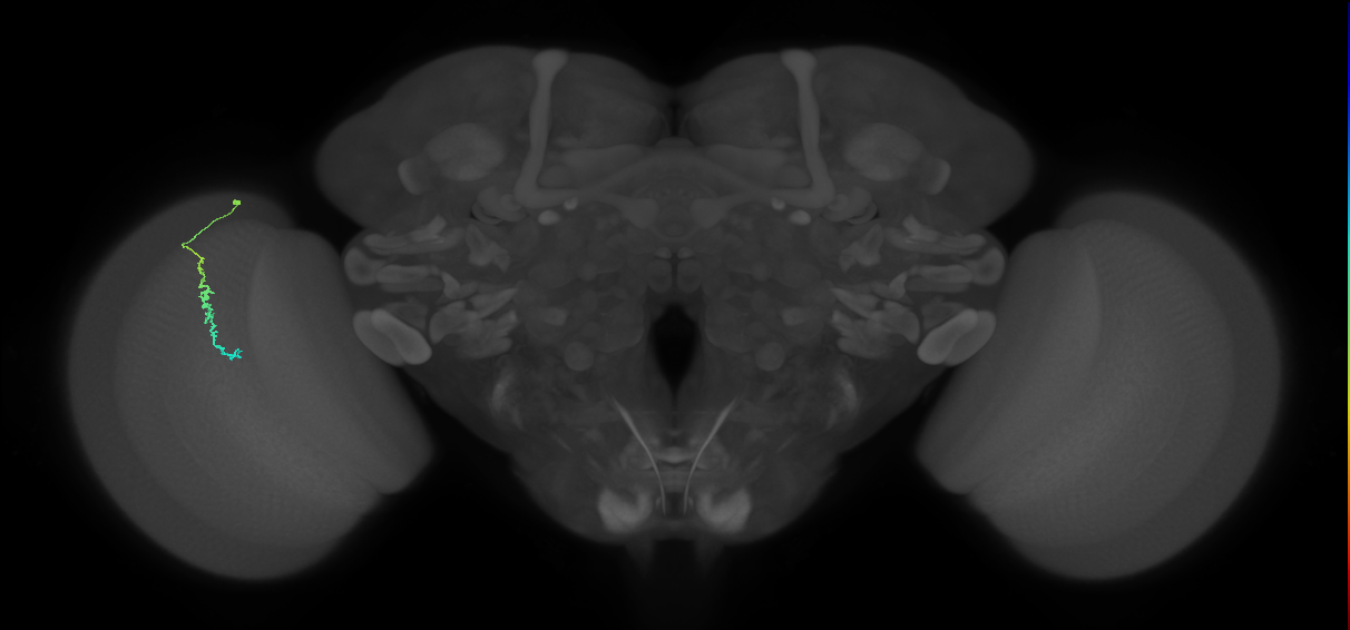 Dm3c_L (MaleCNS:215575)