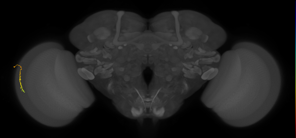 Dm3c_L (MaleCNS:535649)