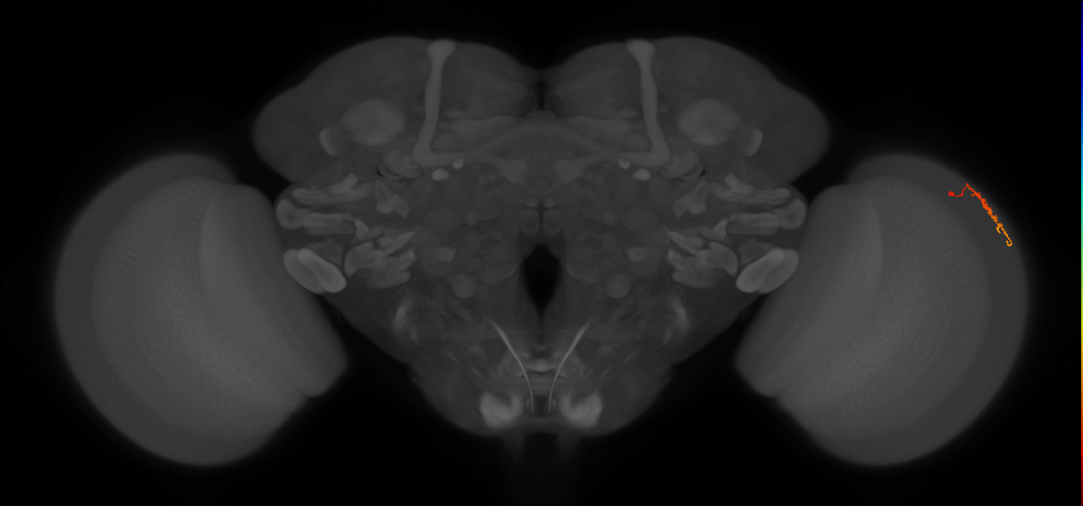 Dm3c_R (MaleCNS:144010)