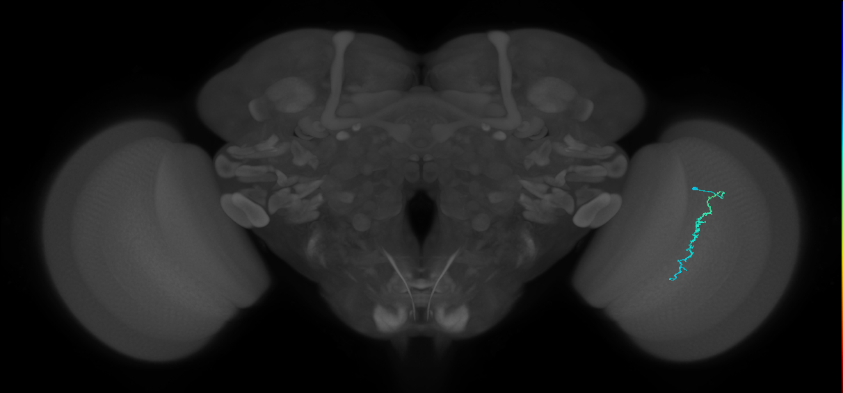Dm3c_R (MaleCNS:204605)
