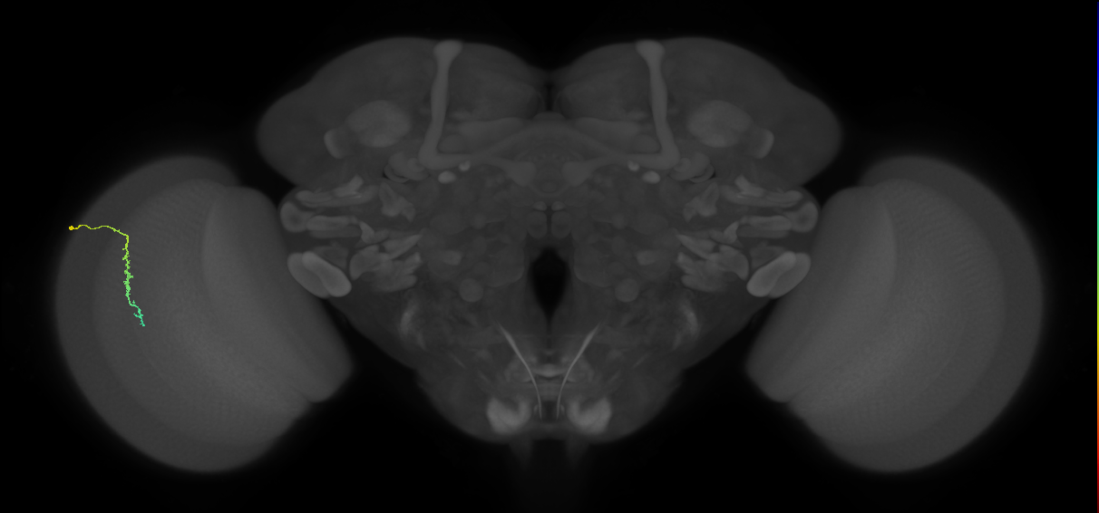 Dm3c_L (MaleCNS:205614)