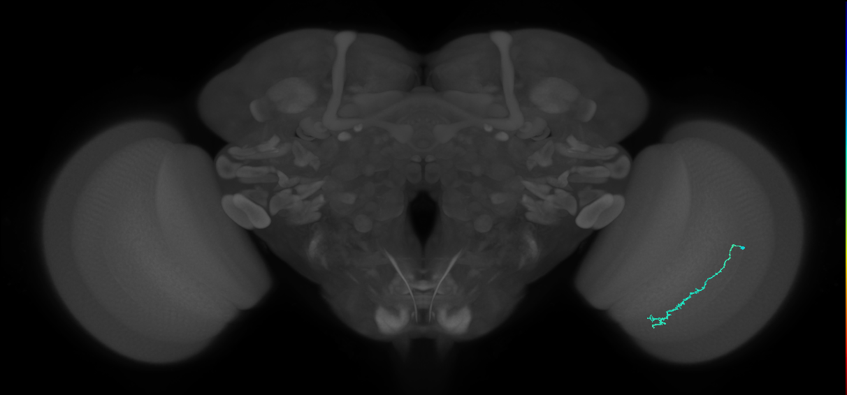 Dm3c_R (MaleCNS:143560)
