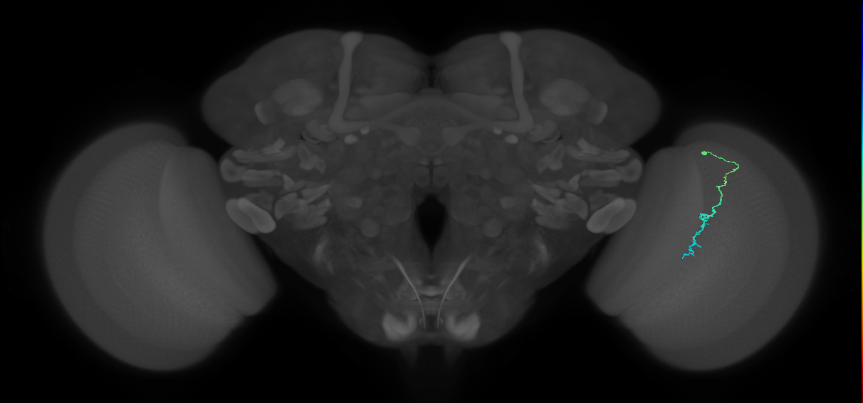 Dm3c_R (MaleCNS:145399)