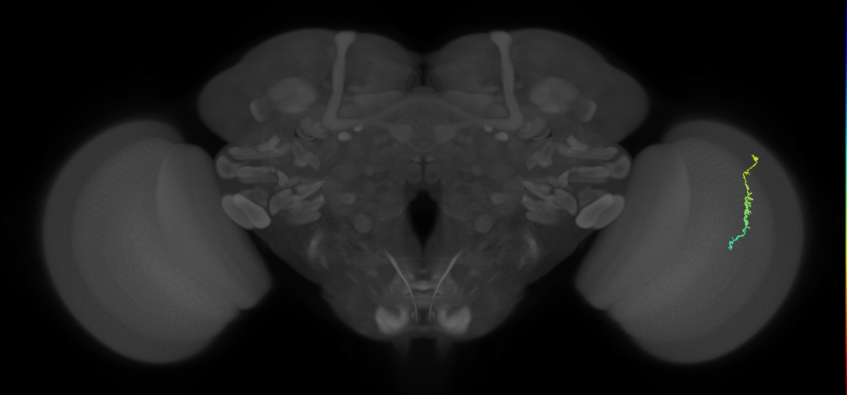 Dm3c_R (MaleCNS:131788)