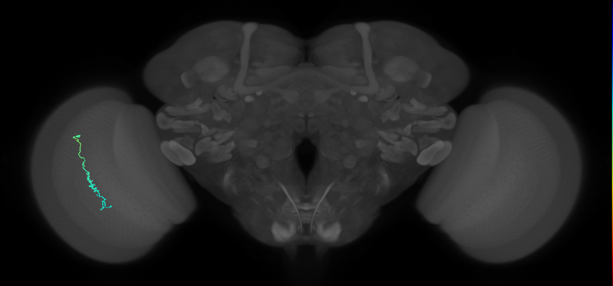 Dm3c_L (MaleCNS:131391)