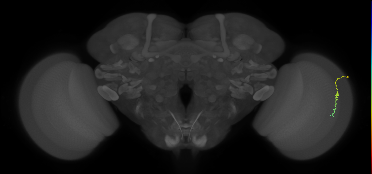Dm3c_R (MaleCNS:137683)