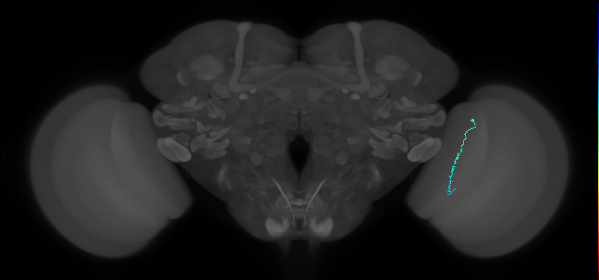 Dm3c_R (MaleCNS:169662)
