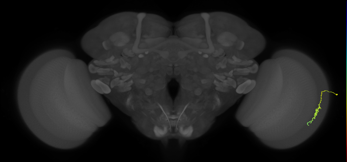 Dm3c_R (MaleCNS:99905)