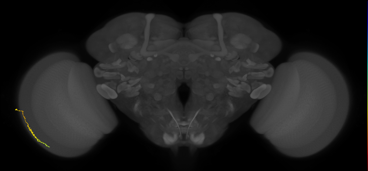 Dm3c_L (MaleCNS:551306)