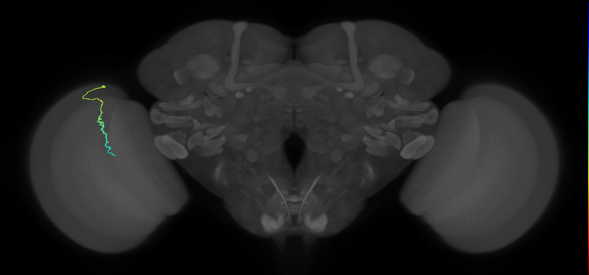 Dm3c_L (MaleCNS:89673)