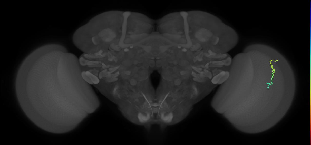 Dm3c_R (MaleCNS:136691)