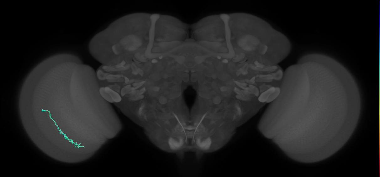 Dm3c_L (MaleCNS:165764)
