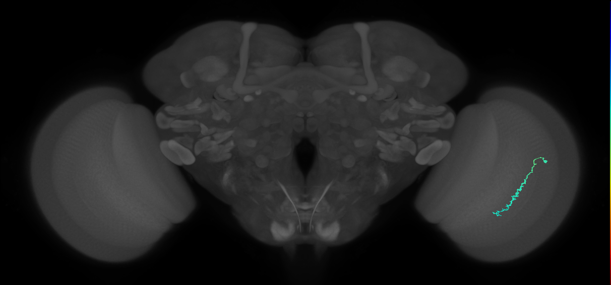 Dm3c_R (MaleCNS:187636)