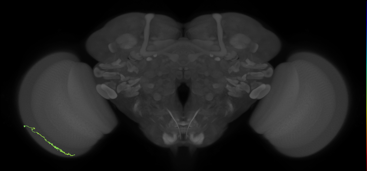 Dm3c_L (MaleCNS:122165)