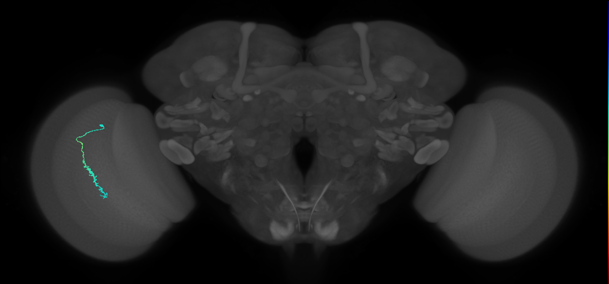 Dm3c_L (MaleCNS:553768)