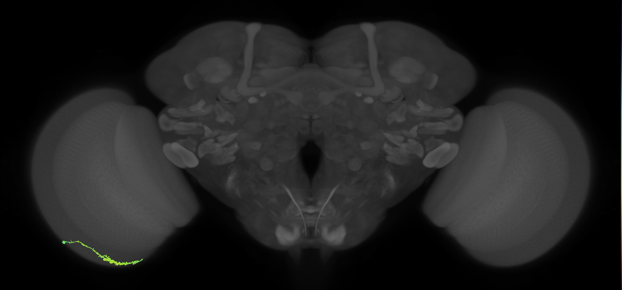 Dm3c_L (MaleCNS:526895)