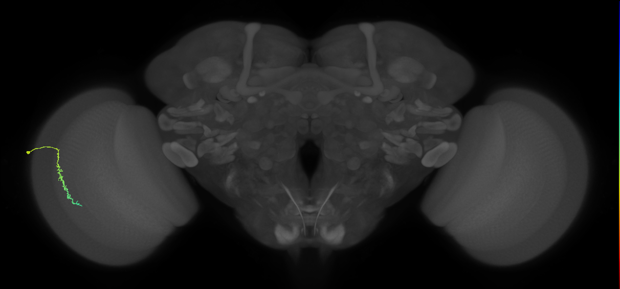 Dm3c_L (MaleCNS:125510)