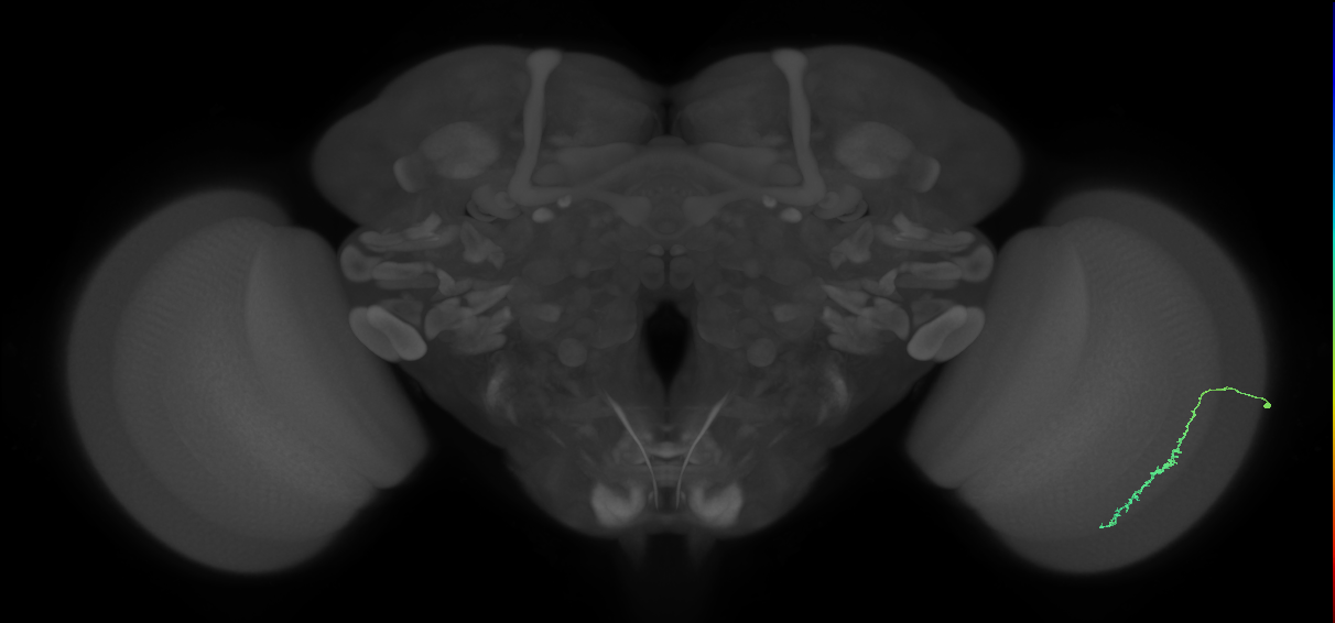 Dm3c_R (MaleCNS:173399)