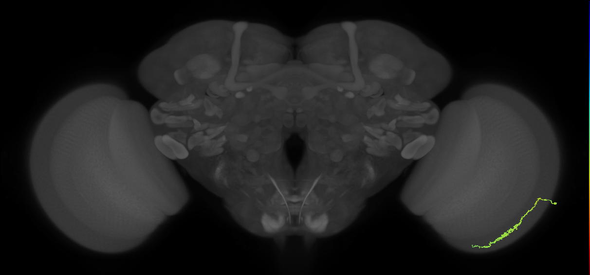 Dm3c_R (MaleCNS:89778)