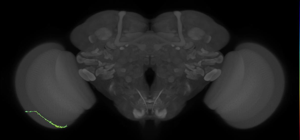 Dm3c_L (MaleCNS:543281)