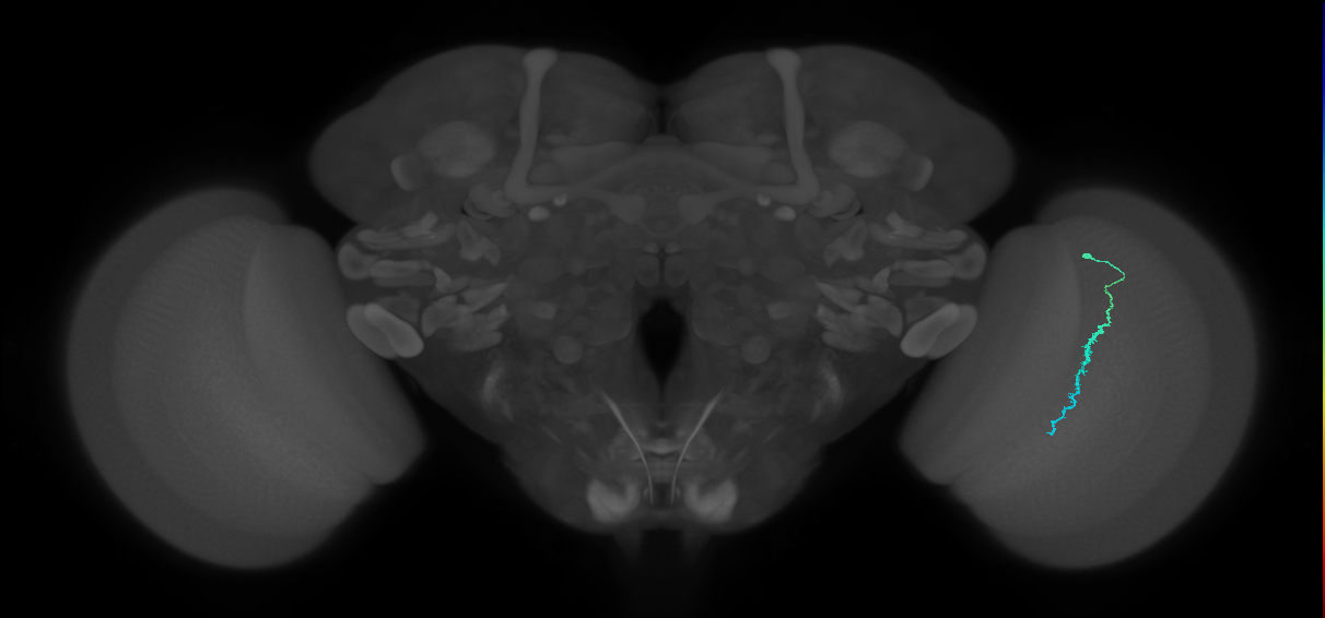 Dm3c_R (MaleCNS:189234)