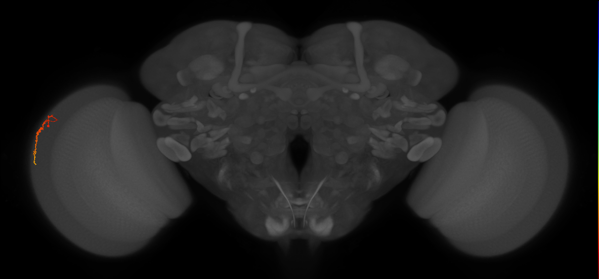 Dm3c_L (MaleCNS:189531)
