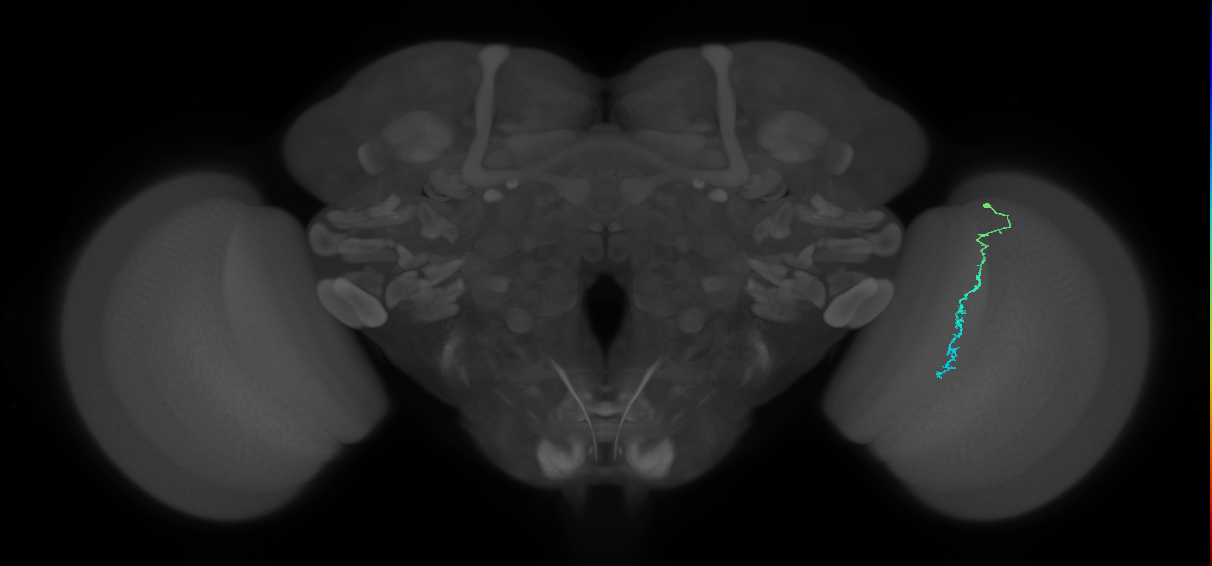 Dm3c_R (MaleCNS:141829)