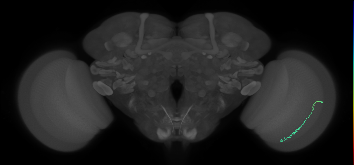 Dm3c_R (MaleCNS:119443)