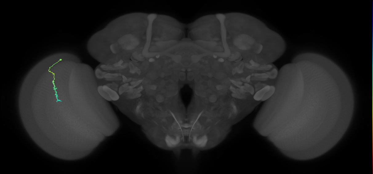 Dm3c_L (MaleCNS:545613)