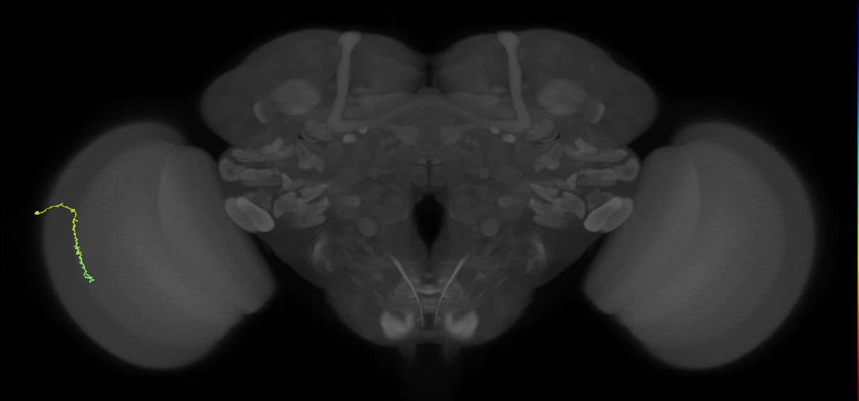Dm3c_L (MaleCNS:143101)