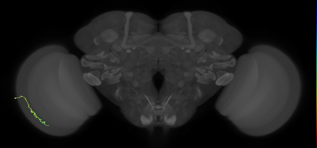 Dm3c_L (MaleCNS:544580)