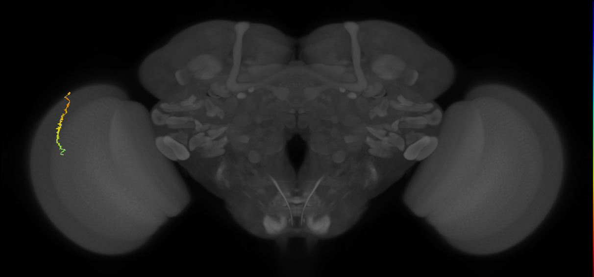 Dm3c_L (MaleCNS:553271)