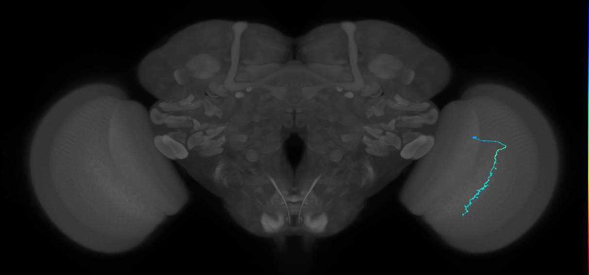 Dm3c_R (MaleCNS:149472)