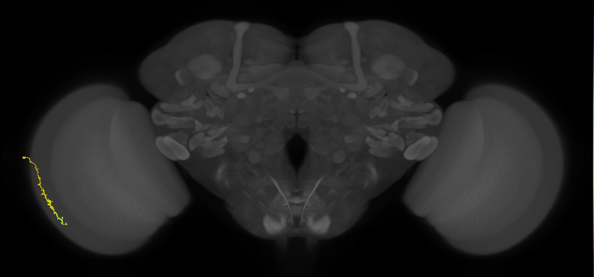 Dm3c_L (MaleCNS:200784)