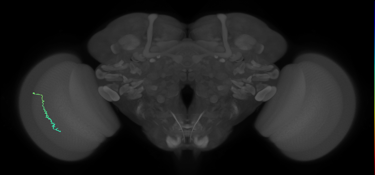 Dm3c_L (MaleCNS:125736)