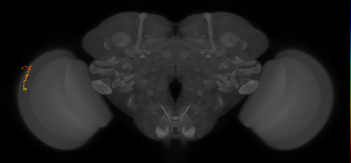 Dm3c_L (MaleCNS:152362)