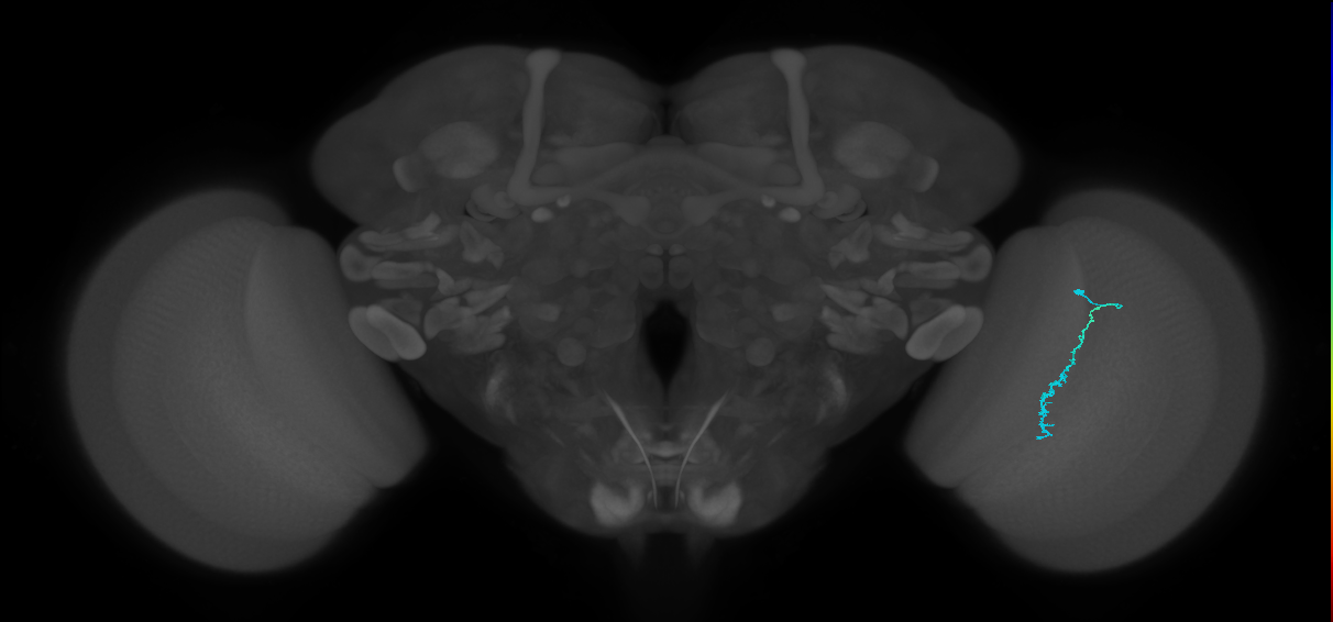 Dm3c_R (MaleCNS:155590)