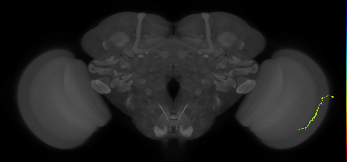 Dm3c_R (MaleCNS:97995)