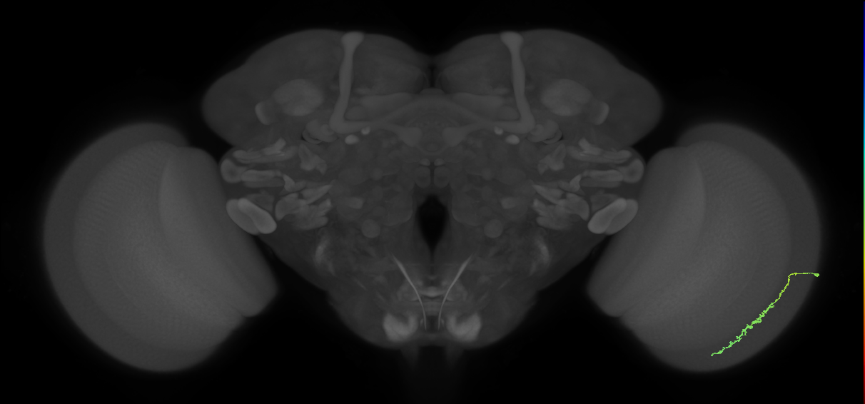 Dm3c_R (MaleCNS:107098)